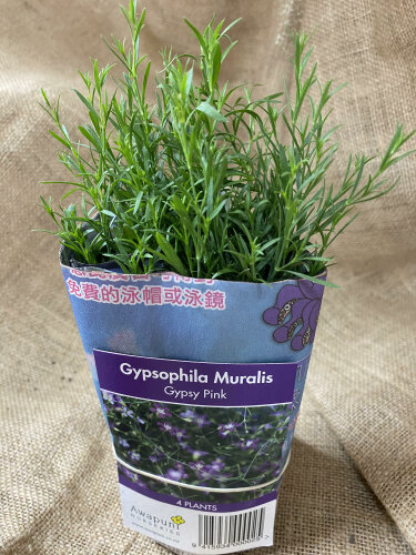 Gypsophila - Gypsy Pink